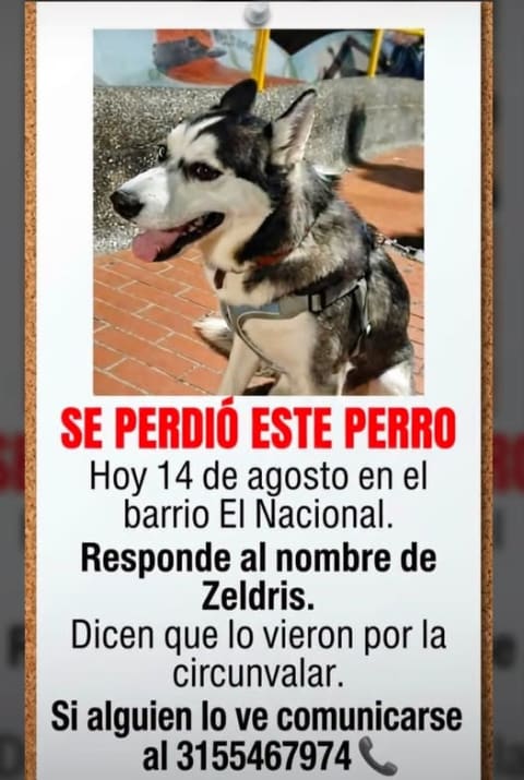 Perro perdido en Cali