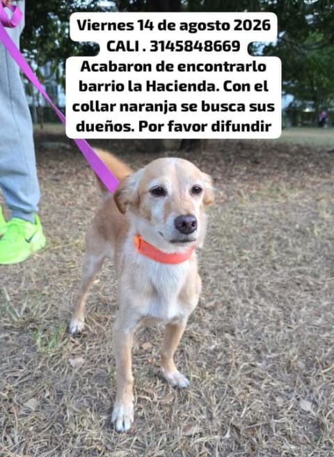 Perro perdido en Cali