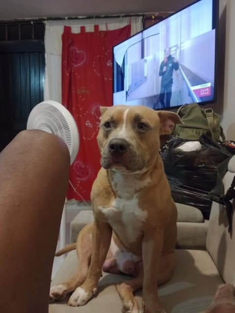 Perro perdido en Cali