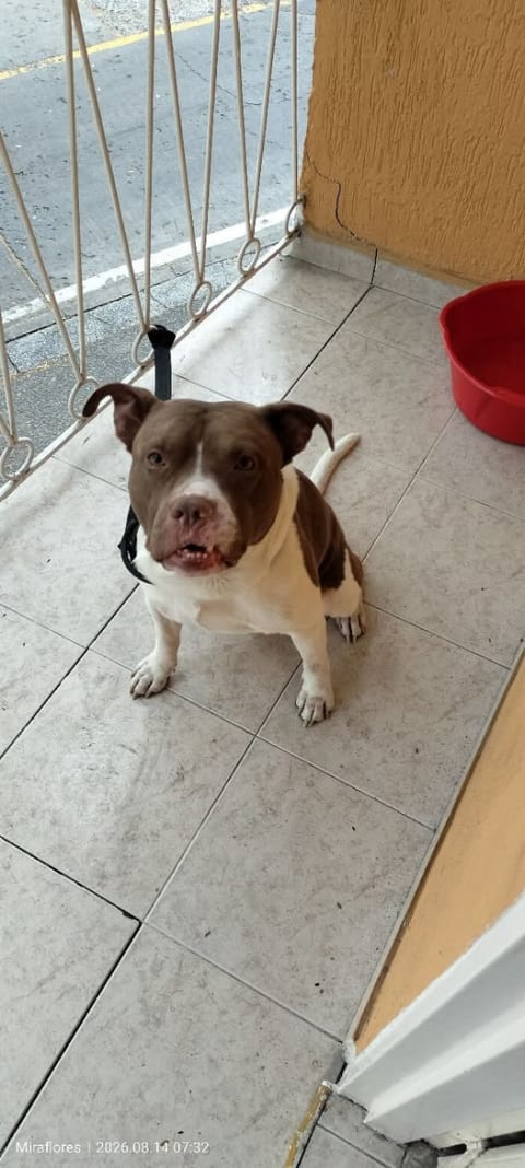 Perro perdido en Cali