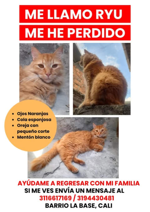 Gato perdido en Cali