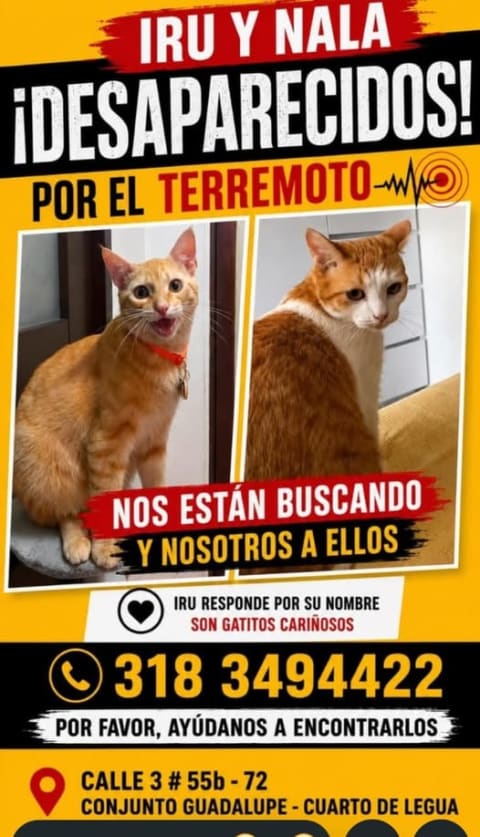 Gato perdido en Cali