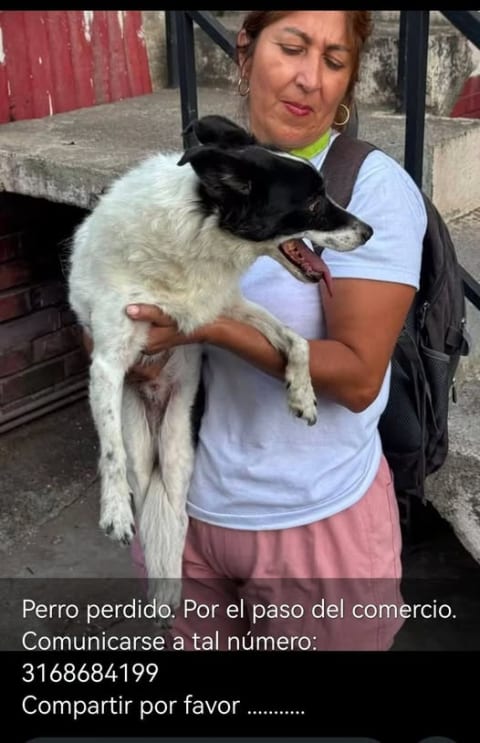 Perro perdido en Cali