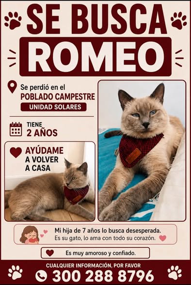 Gato perdido en Cali