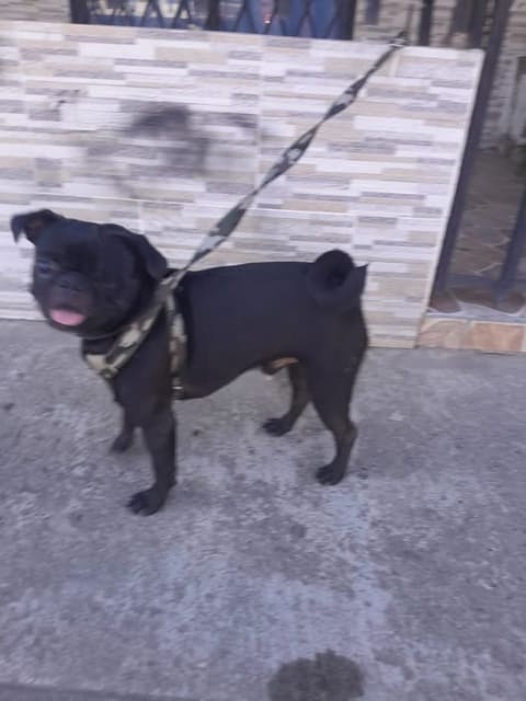 Perro perdido en Cali
