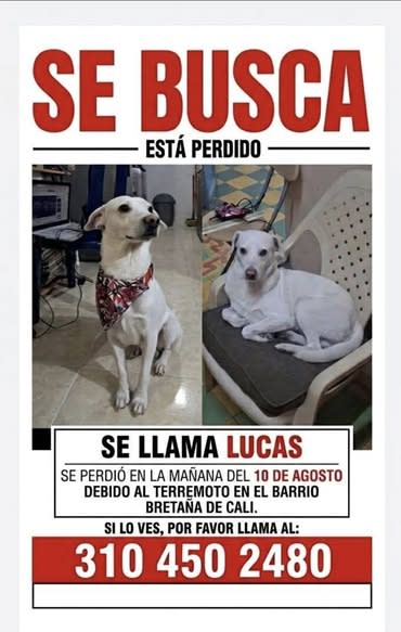 Perro perdido en Cali