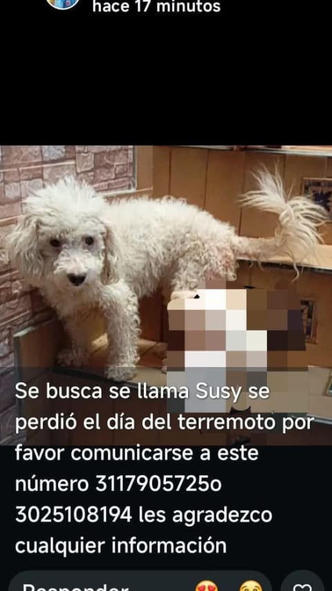 Otra especie perdido en Cali