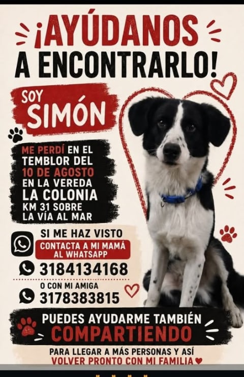 Perro perdido en Cali