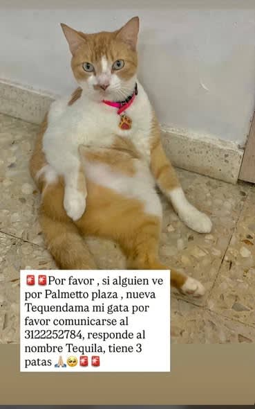 Perro perdido en Cali