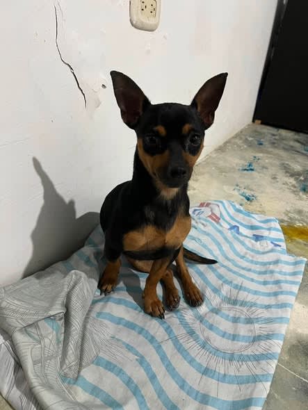 Perro perdido en Cali