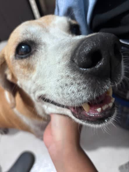 Perro encontrado en Cali