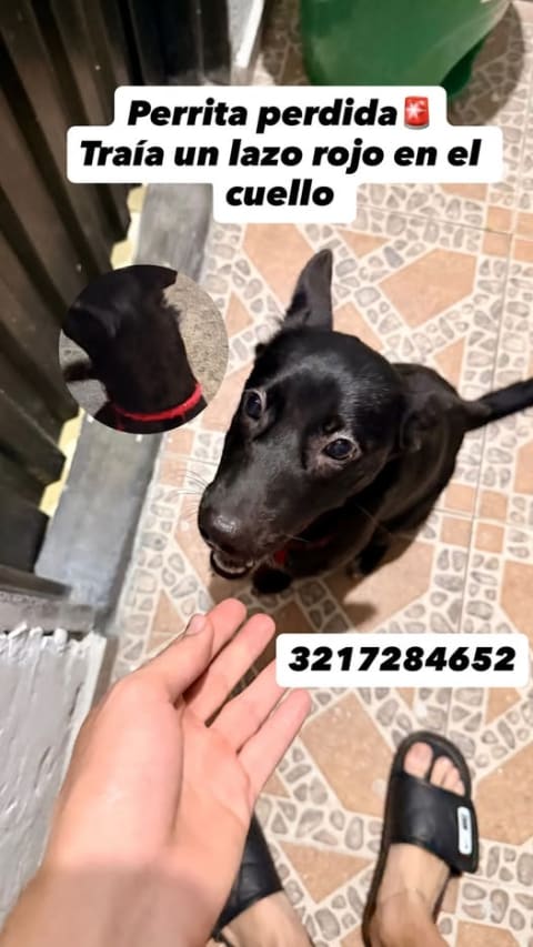 Perro perdido en Cali