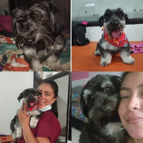 Perro perdido en Cali