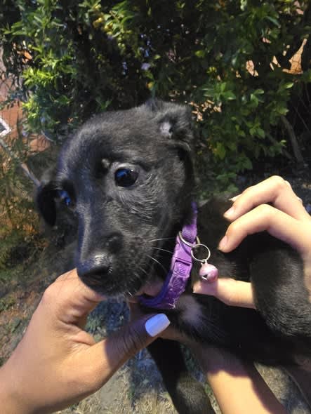 Perro perdido en Cali