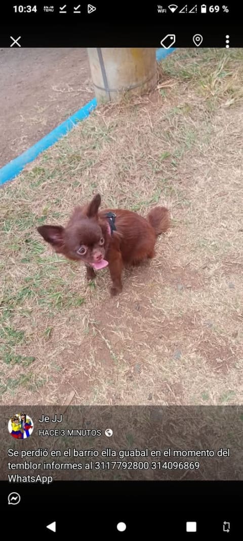 Perro perdido en Cali
