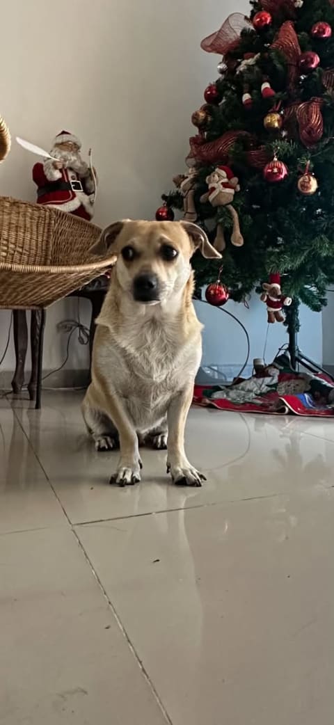 Perro perdido en Cali