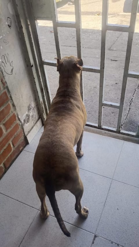 Perro encontrado en Cali