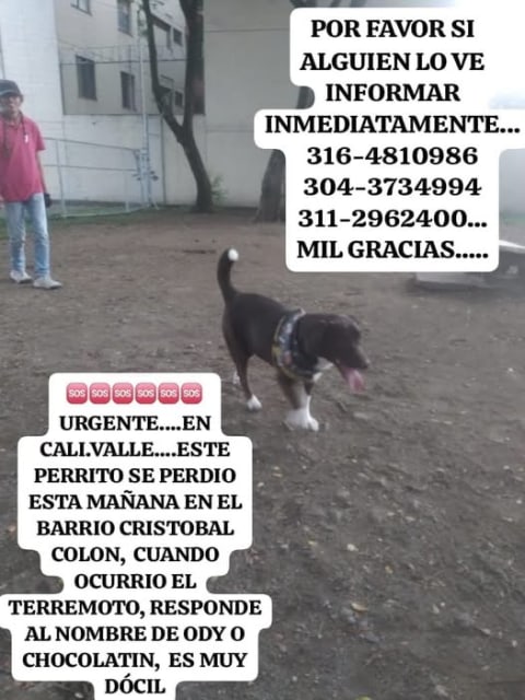 Perro perdido en Cali