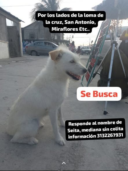 Perro perdido en Cali