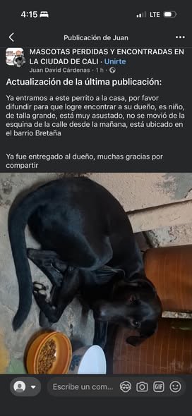 Perro perdido en Cali