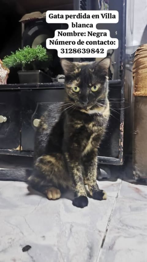 Gato perdido en Cali