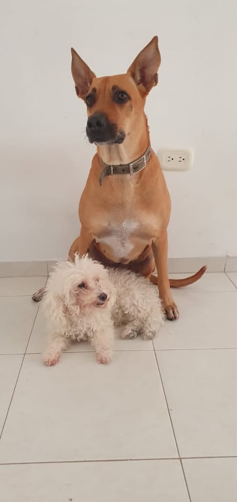 Perro perdido en Cali