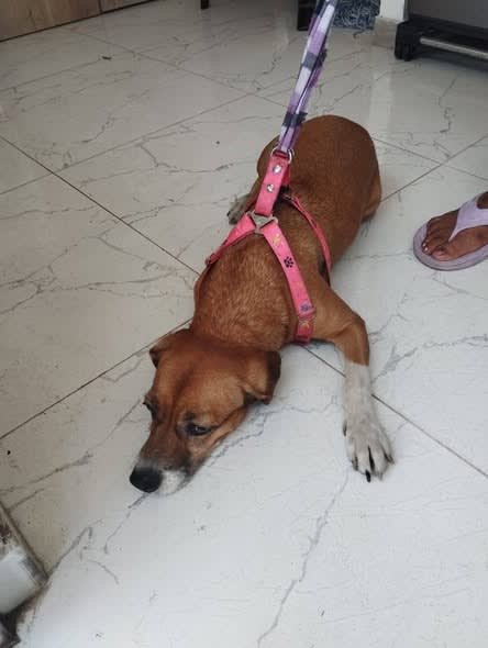 Perro perdido en Cali