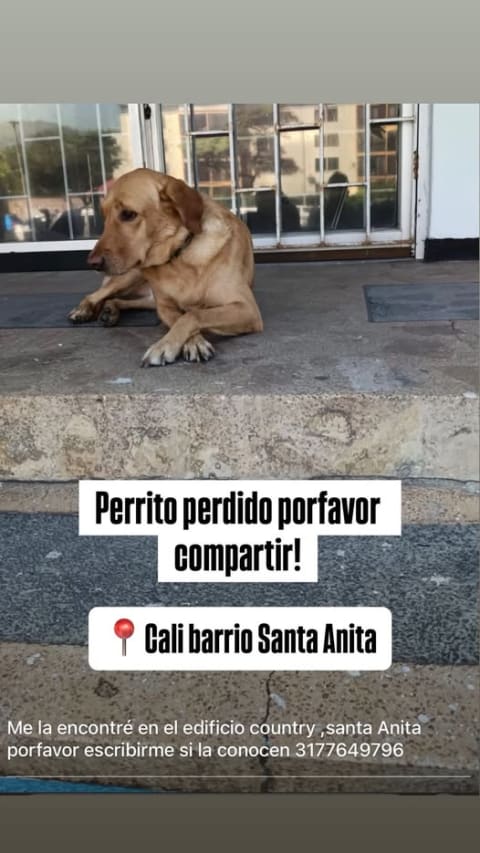Perro perdido en Cali