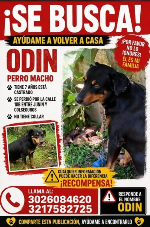 Perro perdido en Cali