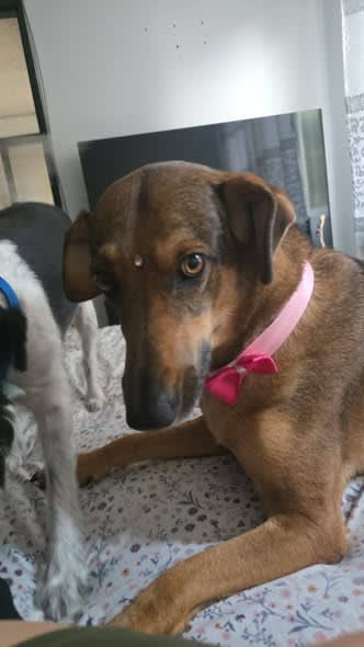 Perro perdido en Cali