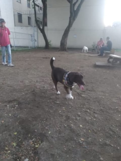 Perro perdido en Cali