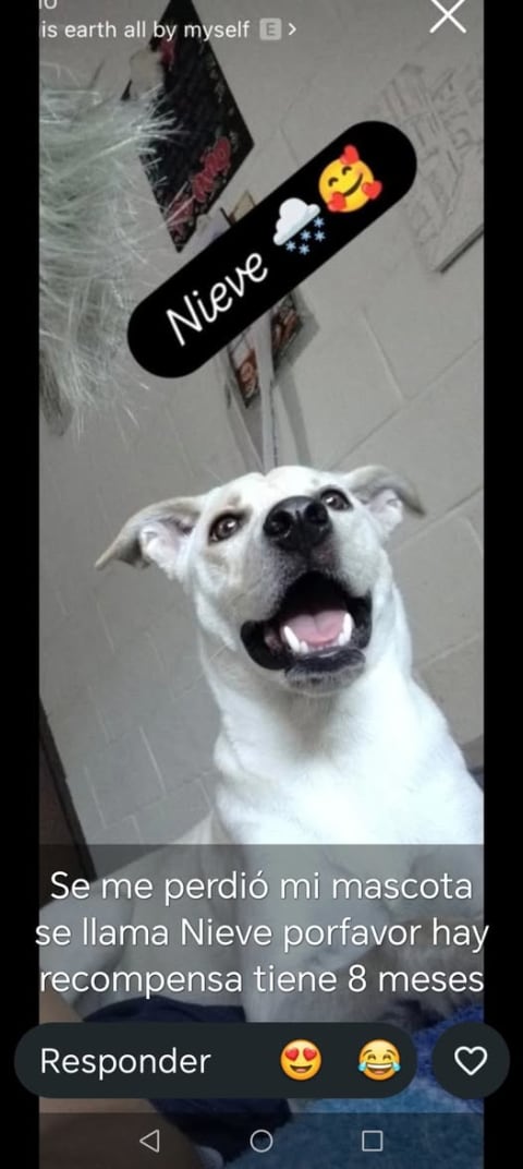 Otra especie perdido en Cali