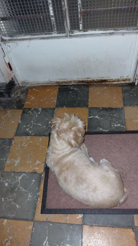 Perro perdido en Cali