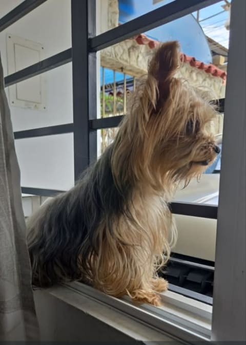 Perro perdido en Cali