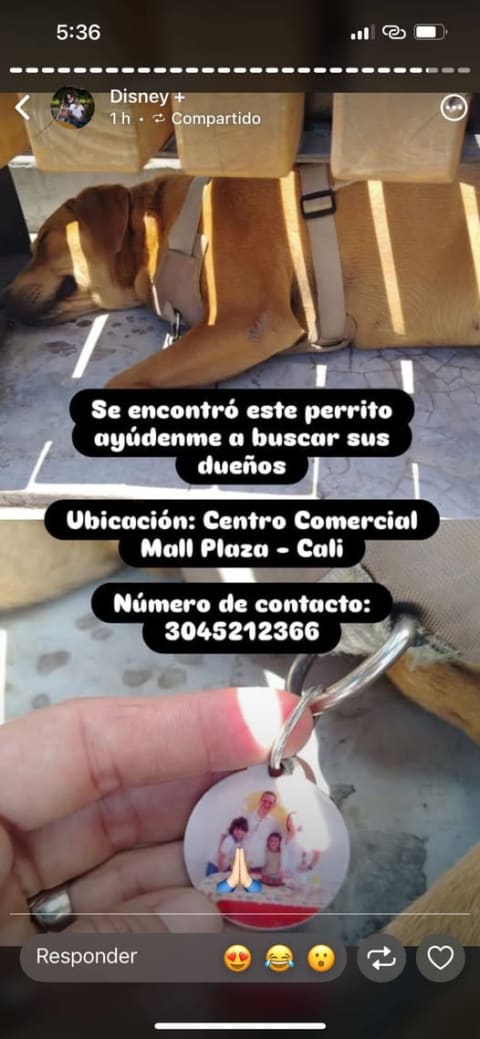 Perro perdido en Cali