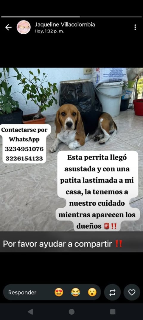 Perro perdido en Cali