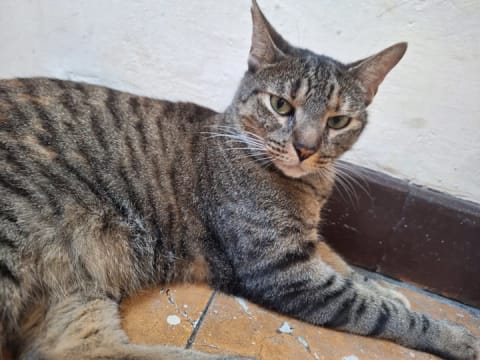 Gato perdido en Cali
