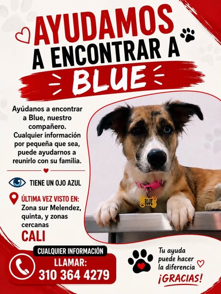 Perro perdido en Cali