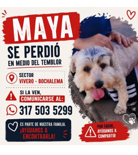 Perro perdido en Cali