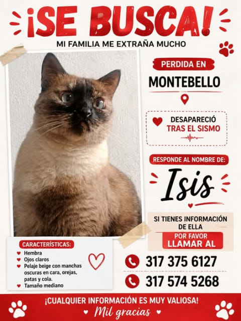 Perro perdido en Cali