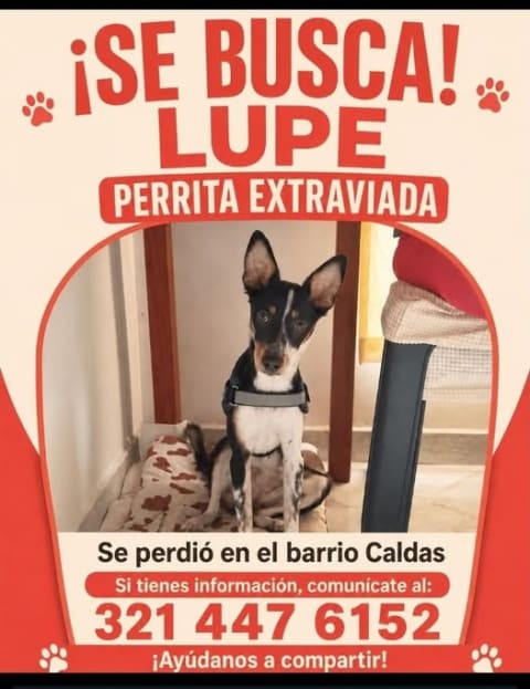 Perro perdido en Cali