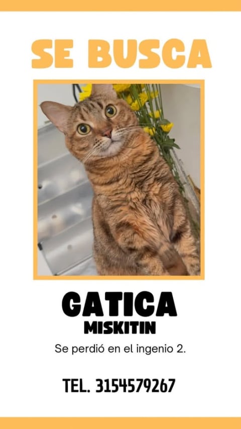 Gato perdido en Cali