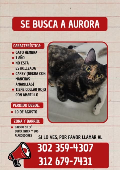 Gato perdido en Cali