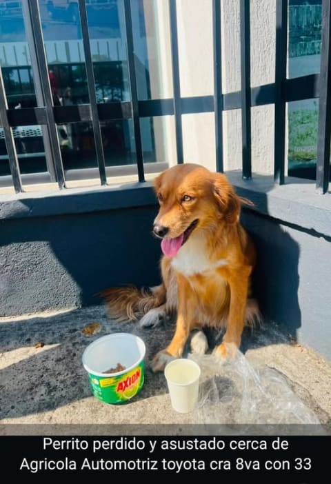 Perro perdido en Cali