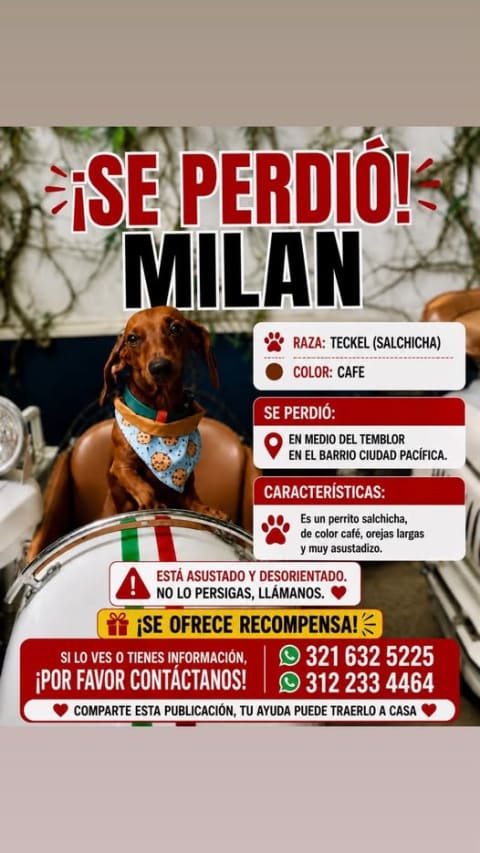 Perro perdido en Cali