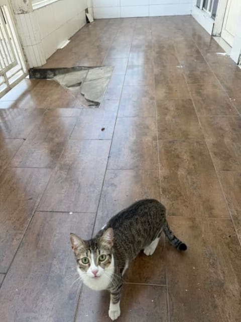 Gato perdido en Cali