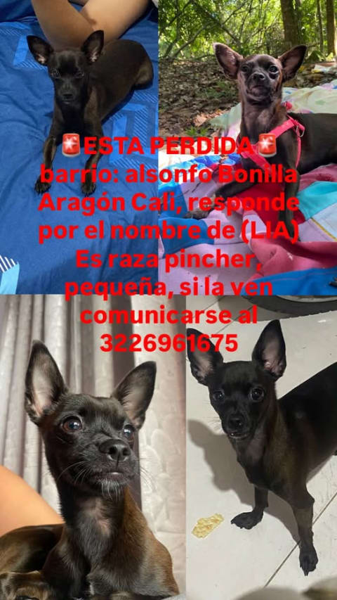 Perro perdido en Cali