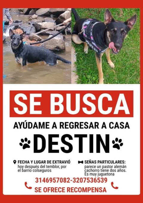 Perro perdido en Cali
