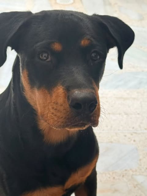 Perro perdido en Cali