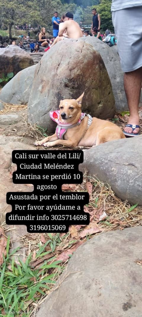 Perro perdido en Cali